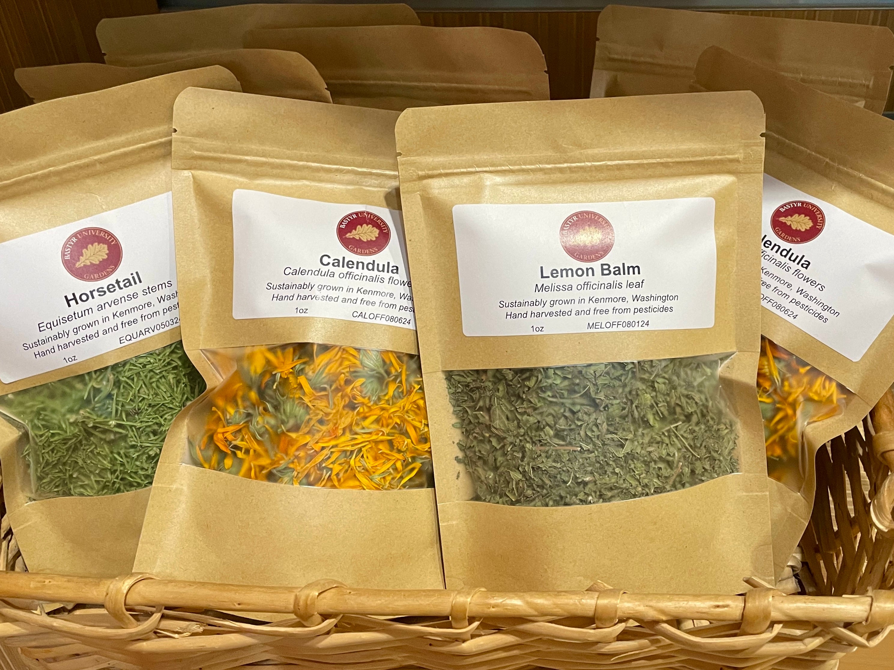 Bastyr Garden Grown Wood Betony Herb Stachys officinalis Bastyr