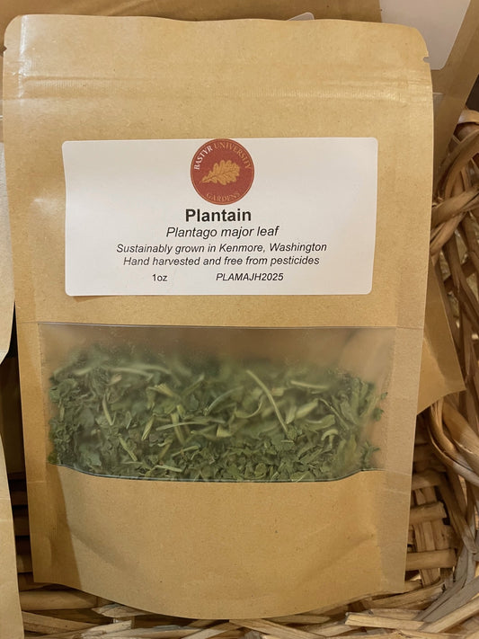 Bastyr Garden Grown: Plantain Leaf Herb - Plantago
